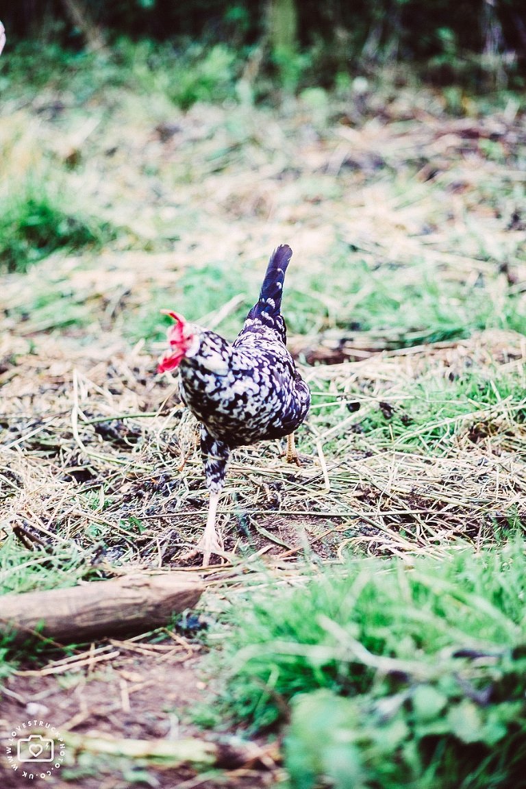 Symondsbury Manor wedding photography, dorset wedding photographer, quirky wedding photography